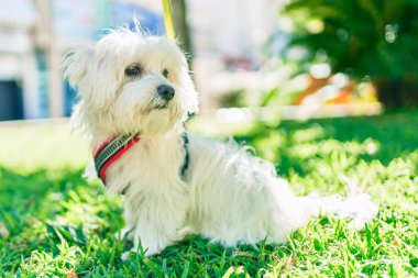 Parktaki sevimli beyaz köpek..