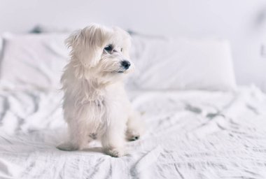 Yatakta sevimli beyaz köpek.