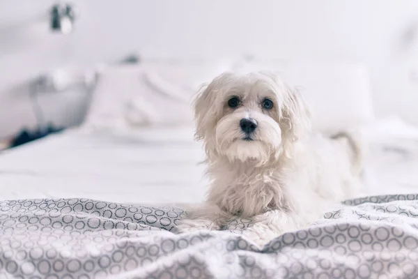 Liebenswerter Weißer Hund Bett — Stockfoto