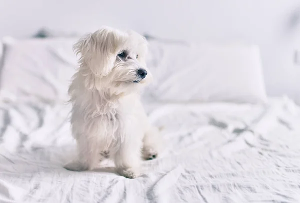 Liebenswerter Weißer Hund Bett — Stockfoto