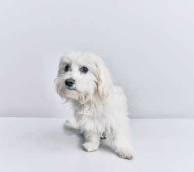 İzole edilmiş beyaz arka planda sevimli bir köpek.