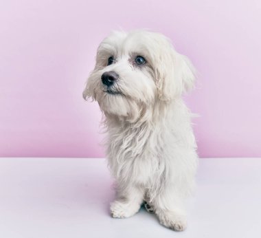 Soyutlanmış pembe arka planda sevimli bir köpek..