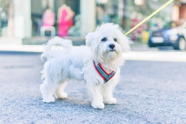 Şehrin Caddesinde Sevimli Beyaz Köpek — Stok fotoğraf