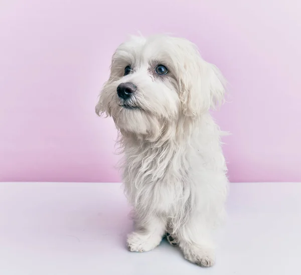 Cão Adorável Sobre Fundo Rosa Isolado — Fotografia de Stock