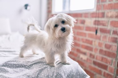 Yatakta sevimli beyaz köpek.