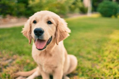 Güzel ve sevimli Golden Retriever köpek yavrusu parkta yeşil çimlerin üzerinde oturmuş eğleniyor. Güzel labrador safkan köpek.