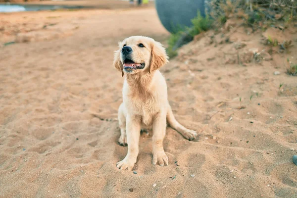 Güzel Sevimli Golden Retriever Köpek Yavrusu Kumsalda Oturmuş Eğleniyor Yazın — Stok fotoğraf