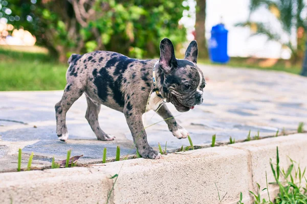 Hermoso Cachorro Manchado Bulldog Francés Feliz Parque Aire Libre — Foto de Stock