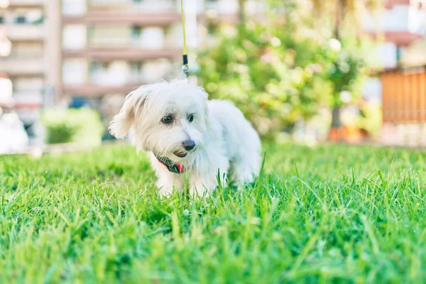 Förtjusande Vit Hund Parken — Stockfoto