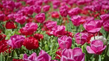 Hollanda 'da bir tarlada açan canlı laleler baharda açık havada parlak güneş ışığı altında güzel pembe ve kırmızı çiçekler sergiliyor..