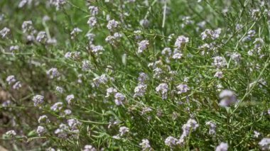 Torrevieja 'da güneşli açık havada mor çiçekler, doğal güzellikleri ve çiçek açan Akdeniz iklimini gözler önüne seren İspanya ve yeşil yapraklar..