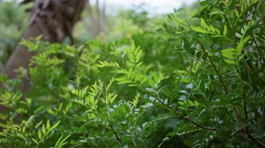 Ispanya 'da canlı bir açık hava ortamında ince bölünmüş yaprakları ile yemyeşil çalı.
