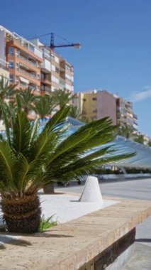 Torrevieja İspanya 'da palmiye ağacı öndeki apartman binaları sıralı turna ve berrak mavi gökyüzü canlı kentsel kıyı ortamı yaratıyor..