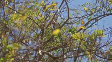 Güneşli bir günde, açık mavi gökyüzünün altında yemyeşil dalların arasına tünemiş papağan canlı yapraklar ve parlak bir atmosferle doğal yaşam ortamını resmediyor..