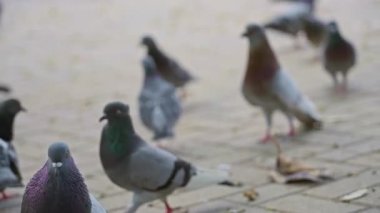 Güvercinler güneşli bir kaldırımda toplanır, yürüdüklerinde gölgeler bırakır ve uzak ağaçlar ve yapraklar arasında etkileşime girerler..