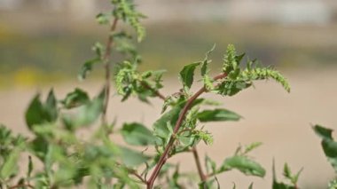 Torrevieja, İspanya 'da güneş ışığı altında canlı yaprakları olan yeşil amaranthus bitkisi, kendine özgü detaylarını ve dokusunu vurguluyor..