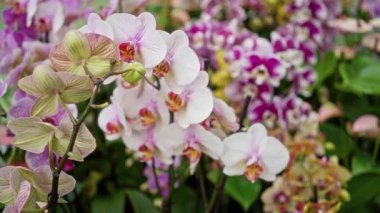 Orkide canlı bahçede çiçek açar. Amsterdam 'da açık havada renkli çiçek dizileri sergiler.