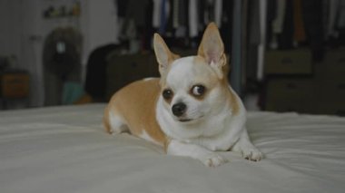 Chihuahua köpeği bir evin içindeki rahat bir yatak odasında huzur içinde dinleniyor. Sakin ve sakin bir tavır sergiliyor. Hafif ışıklandırma ve nötr bir atmosfer..