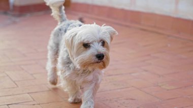 Yorkshire Teriyeri, gün ışığında güneşli tuğladan bir terası keşfediyor, şirin köpeği şehir ortamında sergiliyor..