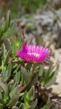 Canlı carpobrotus edulis, güneşli açık havada Akdeniz florası sergilenen yemyeşil yapraklarla çevrili çarpıcı pembe çiçeğiyle çiçek açıyor.