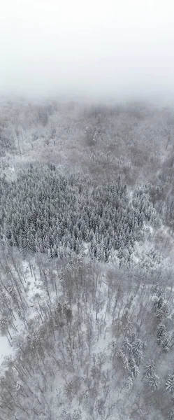 Vertical panorama of foggy forest covered in snow