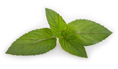 beyaz arkaplanda izole edilmiş taze nane