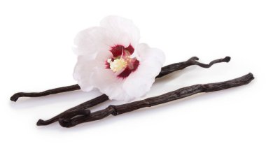 Beyaz arka plan üzerinde izole vanilya pods