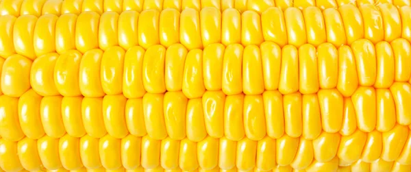 Свежая Кукуруза Крупный План Фон — стоковое фото