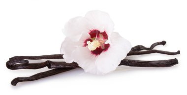 Beyaz arka plan üzerinde izole vanilya pods