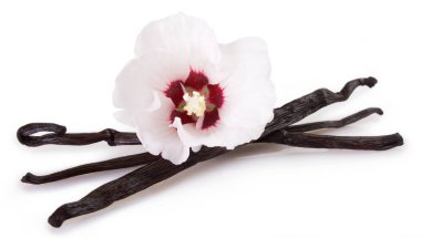 Beyaz arka plan üzerinde izole vanilya pods