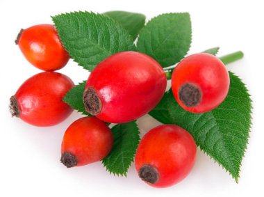 taze briar beyaz zemin üzerine izole