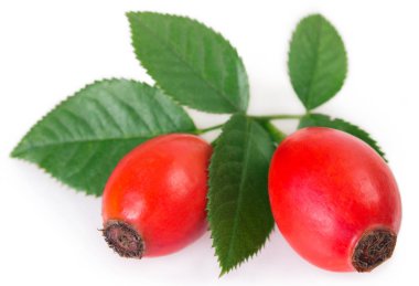 taze briar beyaz zemin üzerine izole