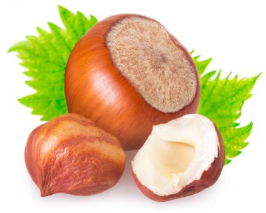 fındık yaprak beyaz arka plan üzerinde izole