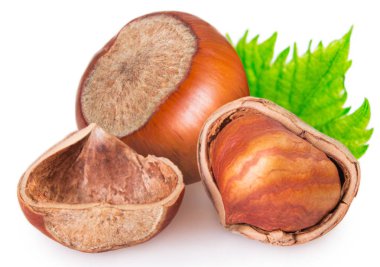 fındık yaprak beyaz arka plan üzerinde izole