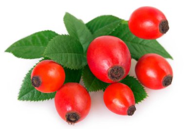 taze briar beyaz zemin üzerine izole