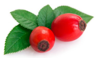 taze briar beyaz zemin üzerine izole