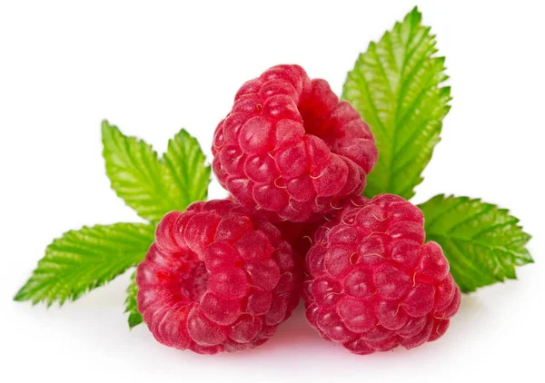 Fresh Raspberry Leaf Isolated White Background — Stock Photo, Image