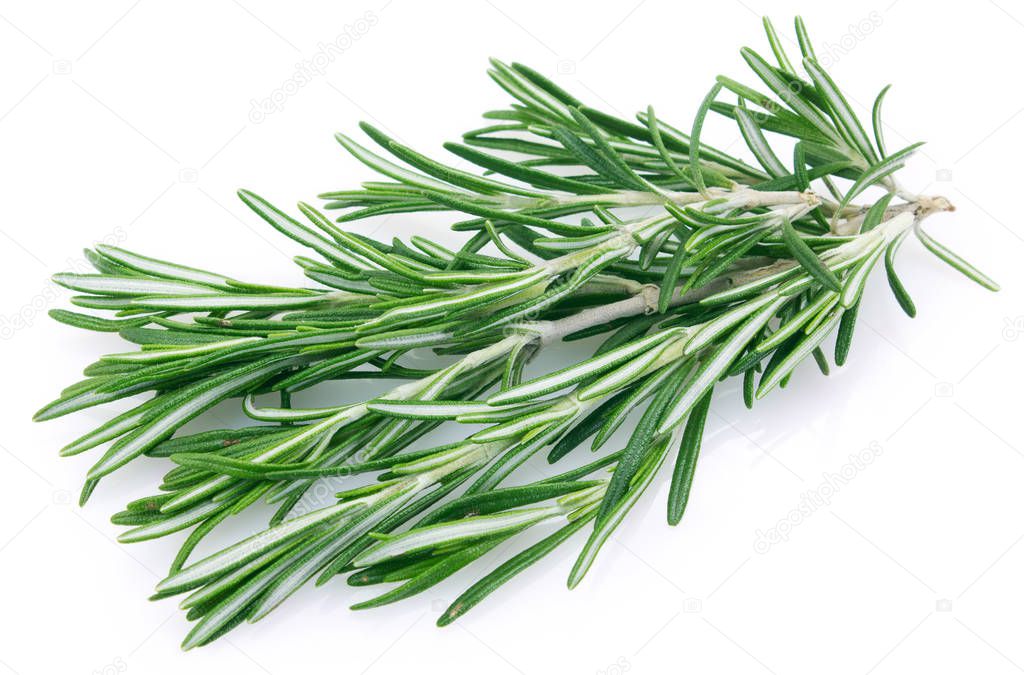 Fresh rosemary on white background