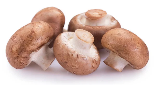 Verse champignons op witte achtergrond — Stockfoto