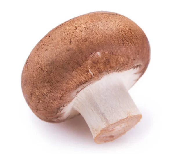 Cogumelo fresco no fundo branco — Fotografia de Stock