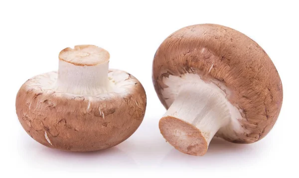 Cogumelos frescos no fundo branco — Fotografia de Stock