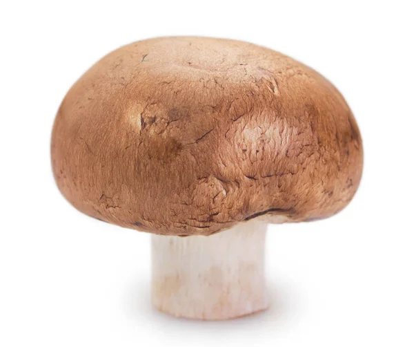 흰 배경의 신선 한 버섯 — 스톡 사진