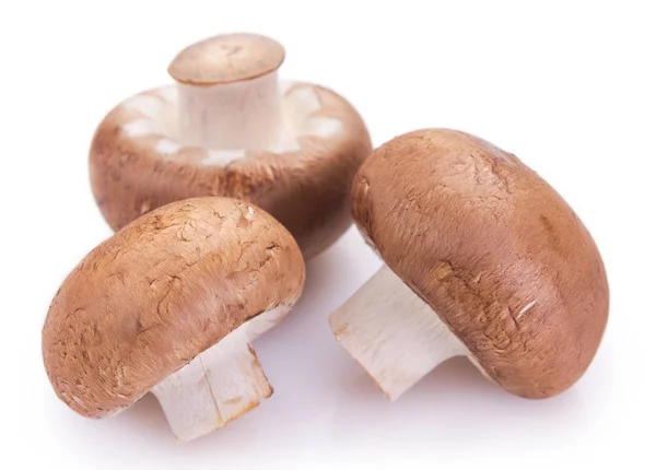 Verse champignons op witte achtergrond — Stockfoto