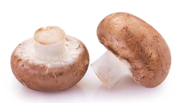 Verse champignons op witte achtergrond — Stockfoto