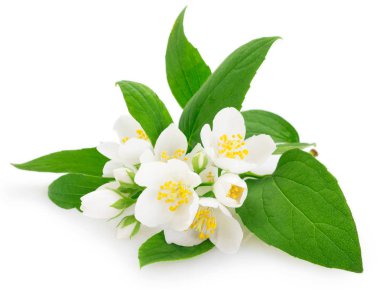 beyaz zemin üzerine taze Yasemin