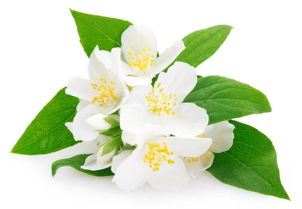 Fresh jasmine on white background — Stock Photo, Image