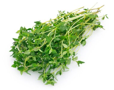 Beyaz arkaplanda taze kekik