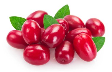 Beyaz arka planda taze köpek ağacı