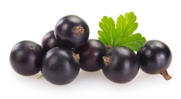 Ribes nero su sfondo bianco — Foto Stock