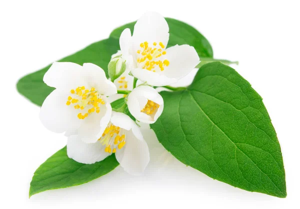 Fresh jasmine on white background — Stock Photo, Image